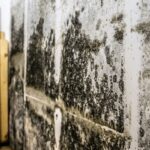 Bleach to Kill Mold