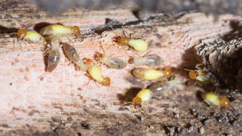 Stop Termites in Their Tracks – How to Save Your Yard from These Destructive Pests