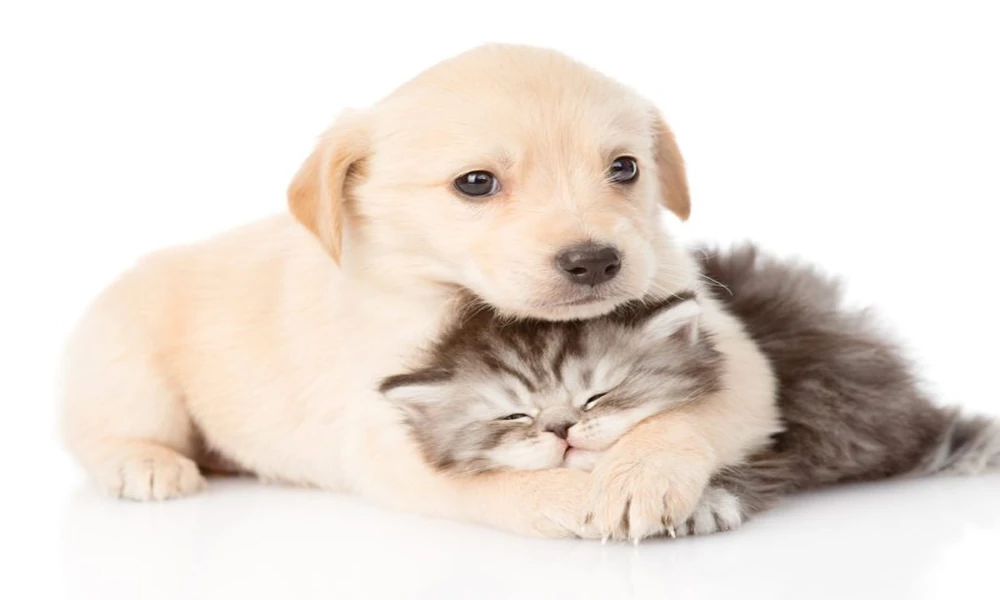 6 Essentials to Pack for Your Pet’s Hospital Stay
